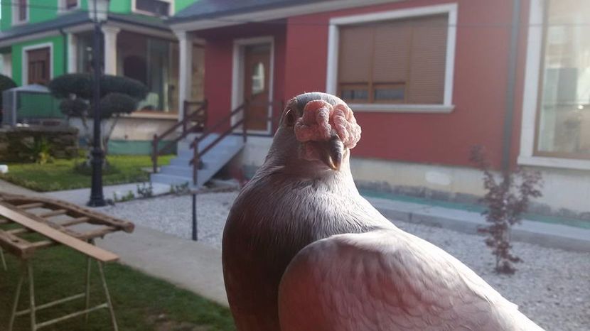  - V- Album ORIENTATIV 3