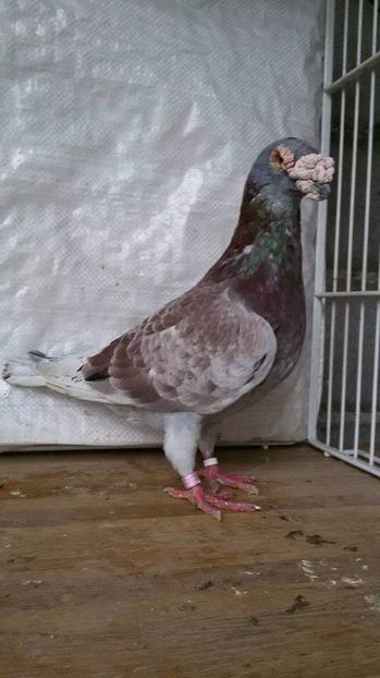  - V- Album ORIENTATIV 3