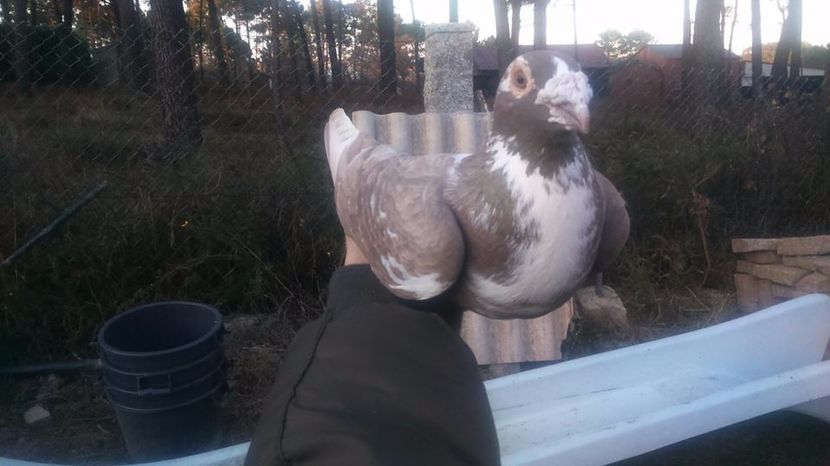  - V- Album ORIENTATIV 3