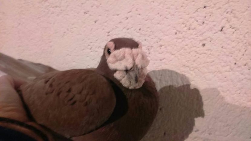  - V- Album ORIENTATIV 3