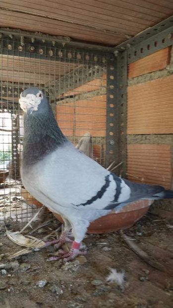  - V- Album ORIENTATIV 3