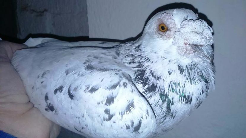  - V- Album ORIENTATIV 3