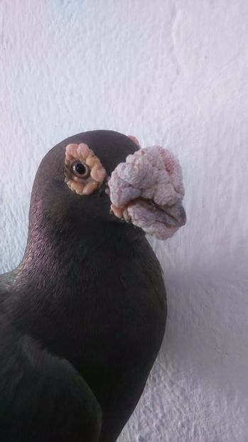  - V- Album ORIENTATIV 3