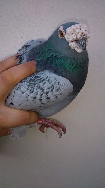  - V- Album ORIENTATIV 3