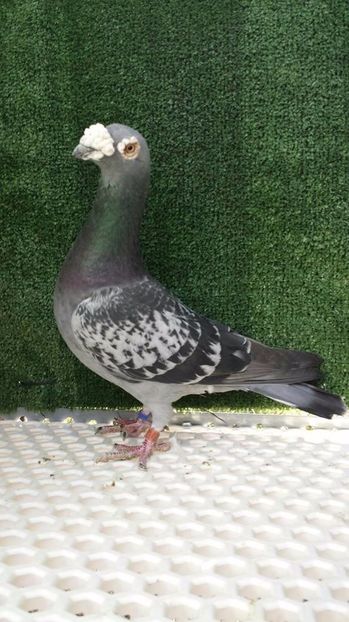  - V- Album ORIENTATIV 3