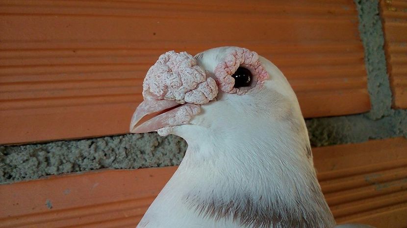  - V- Album ORIENTATIV 3