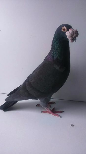  - V- Album ORIENTATIV 3