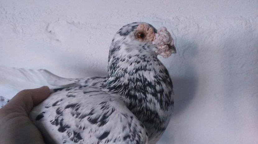  - V- Album ORIENTATIV 3