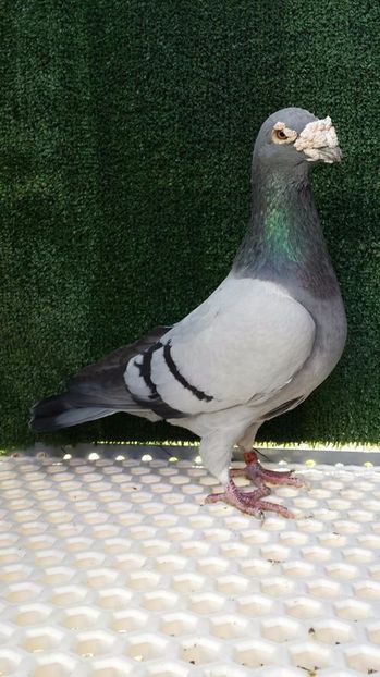  - V- Album ORIENTATIV 3