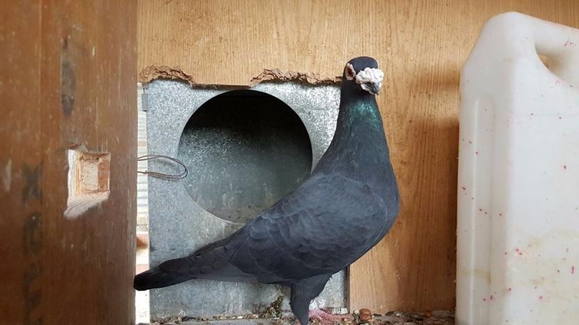  - V- Album ORIENTATIV 3