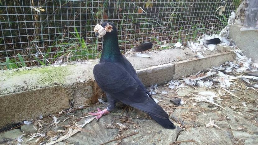  - V- Album ORIENTATIV 3