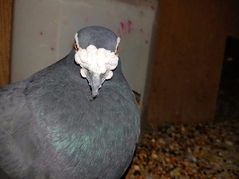  - V- Album ORIENTATIV 3