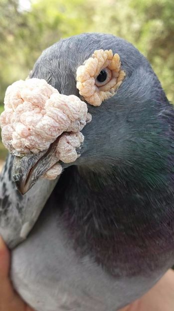  - V- Album ORIENTATIV 3