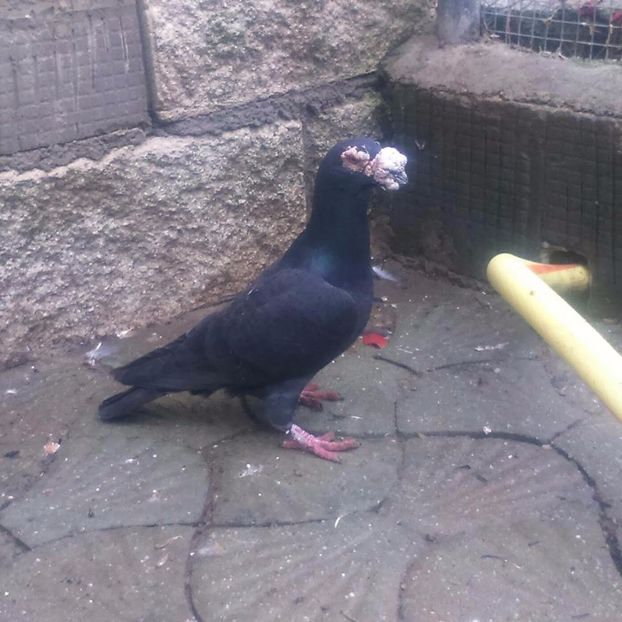  - V- Album ORIENTATIV 3