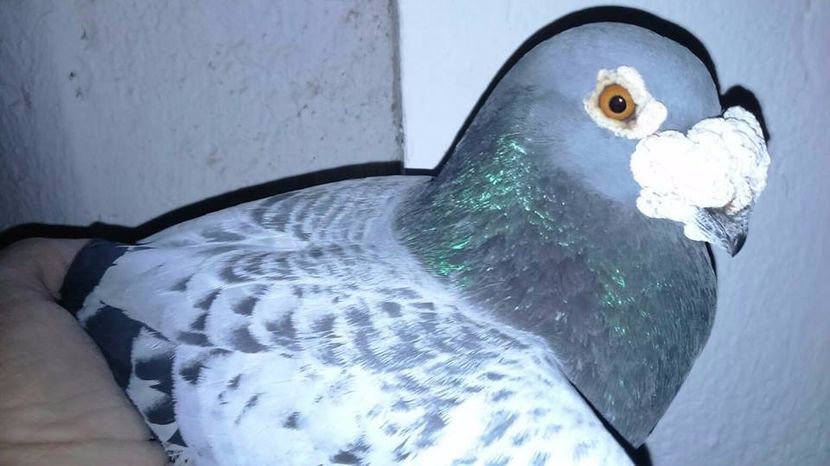  - V- Album ORIENTATIV 3