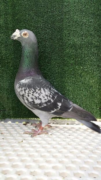  - V- Album ORIENTATIV 3