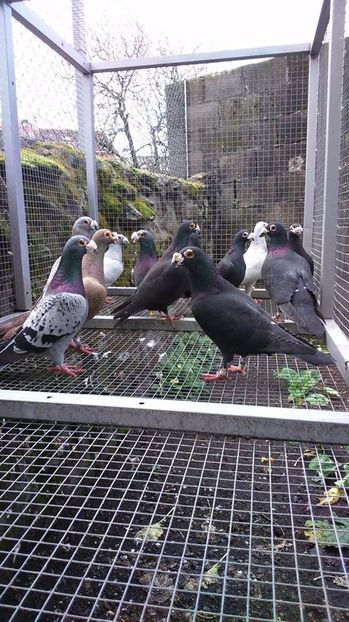  - V- Album ORIENTATIV 3