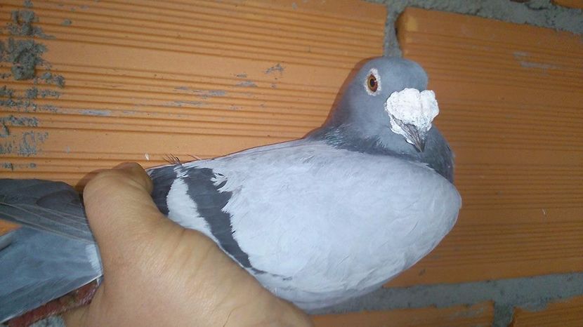  - V- Album ORIENTATIV 3