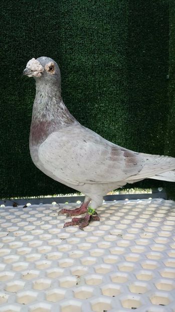  - V- Album ORIENTATIV 3