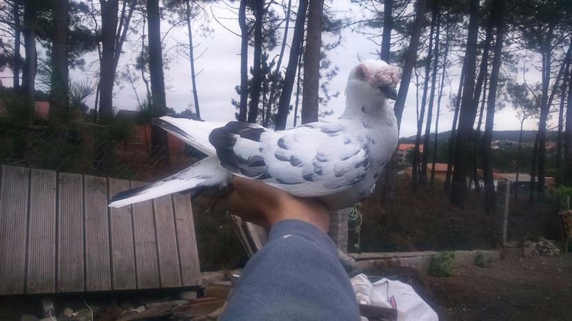  - V- Album ORIENTATIV 3