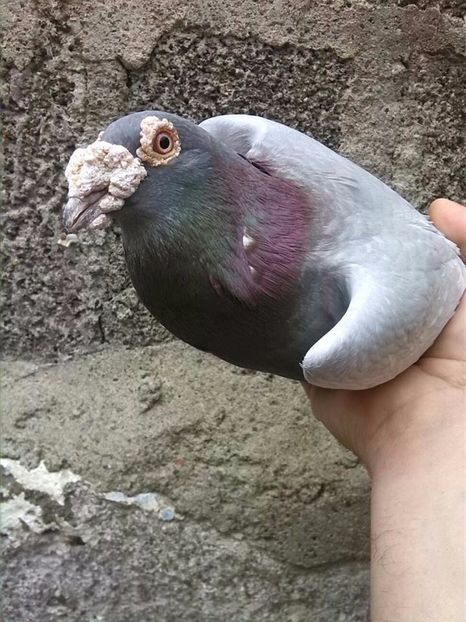  - V- Album ORIENTATIV 3