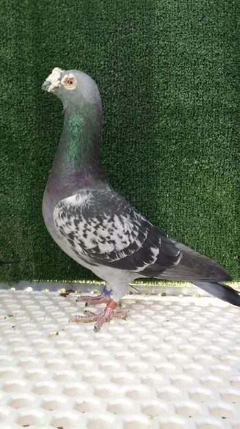  - V- Album ORIENTATIV 3