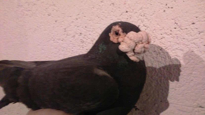  - V- Album ORIENTATIV 3