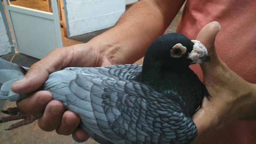  - V- Album ORIENTATIV 3