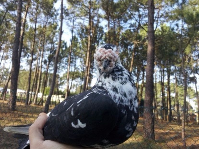  - V- Album ORIENTATIV 3