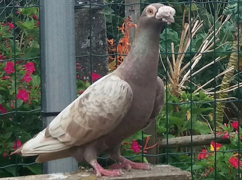  - V- Album ORIENTATIV 3