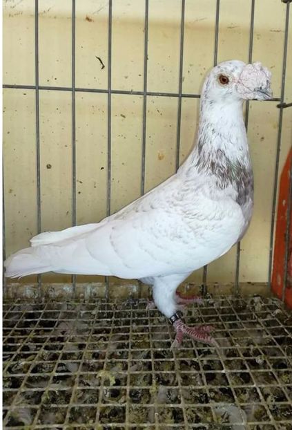  - V- Album ORIENTATIV 3