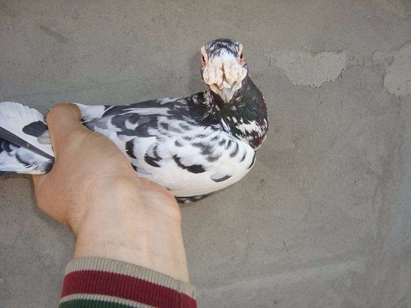  - V- Album ORIENTATIV 3