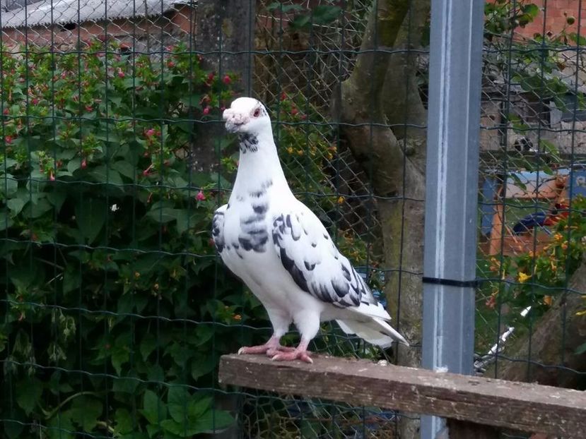  - V- Album ORIENTATIV 3