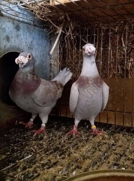  - V- Album ORIENTATIV 3