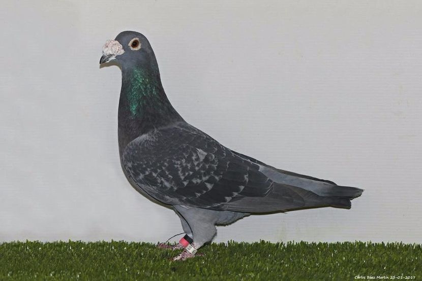  - V- Album ORIENTATIV 3