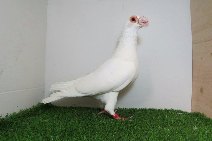  - V- Album ORIENTATIV 3