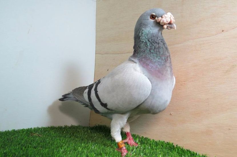  - V- Album ORIENTATIV 3