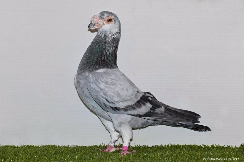  - V- Album ORIENTATIV 3