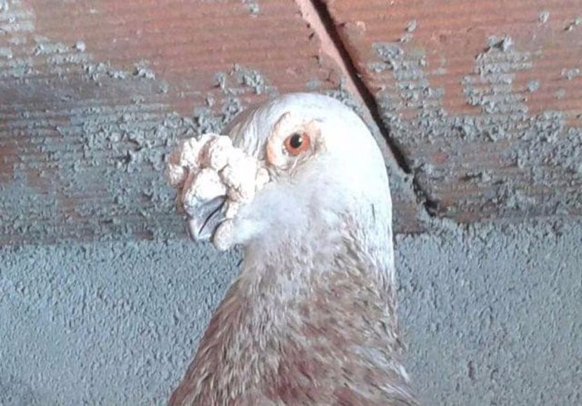  - V- Album ORIENTATIV 3