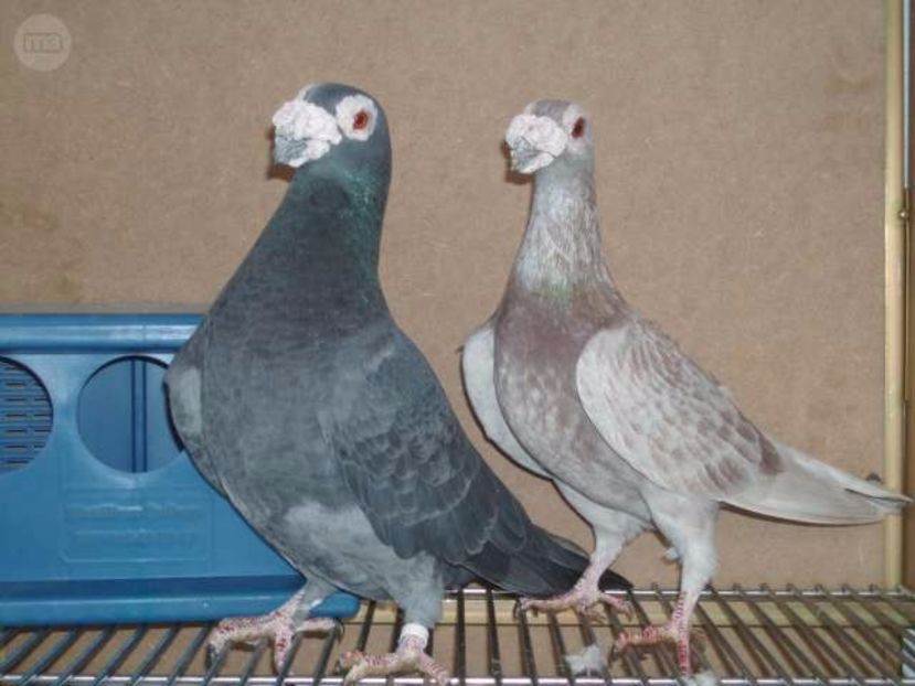  - V- Album ORIENTATIV 3