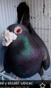  - V- Album ORIENTATIV 3