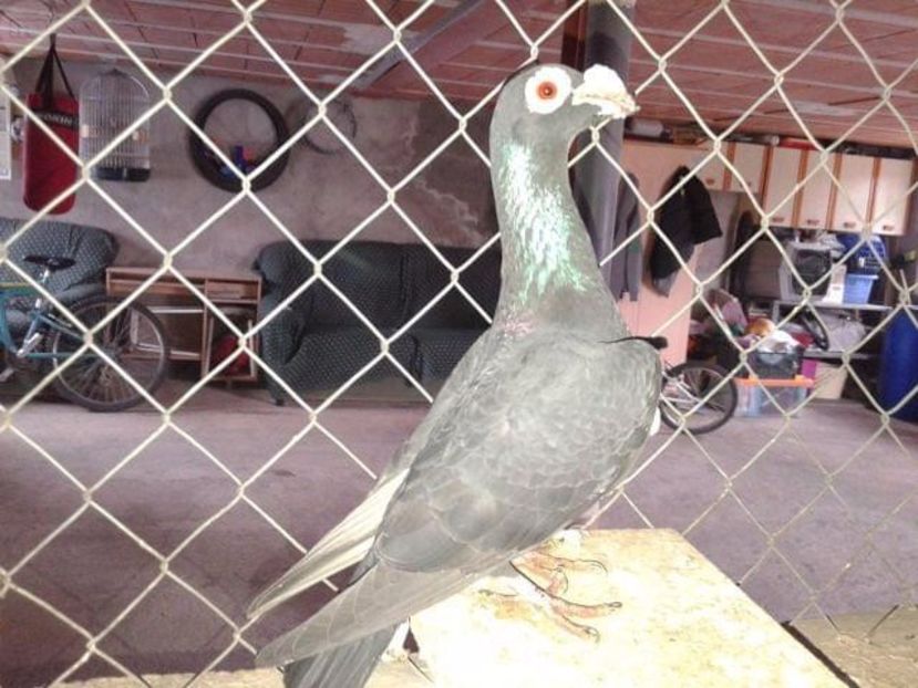  - V- Album ORIENTATIV 3