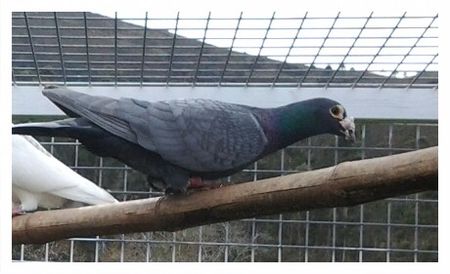 axz9u1 - V- Album ORIENTATIV 3