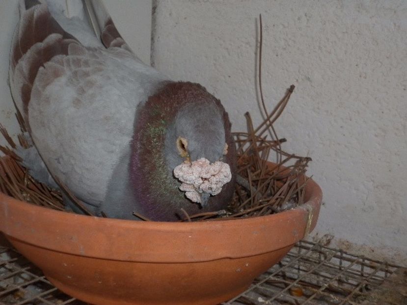 bfnoqq - V- Album ORIENTATIV 3