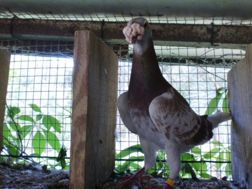 cimg6410 - V- Album ORIENTATIV 3