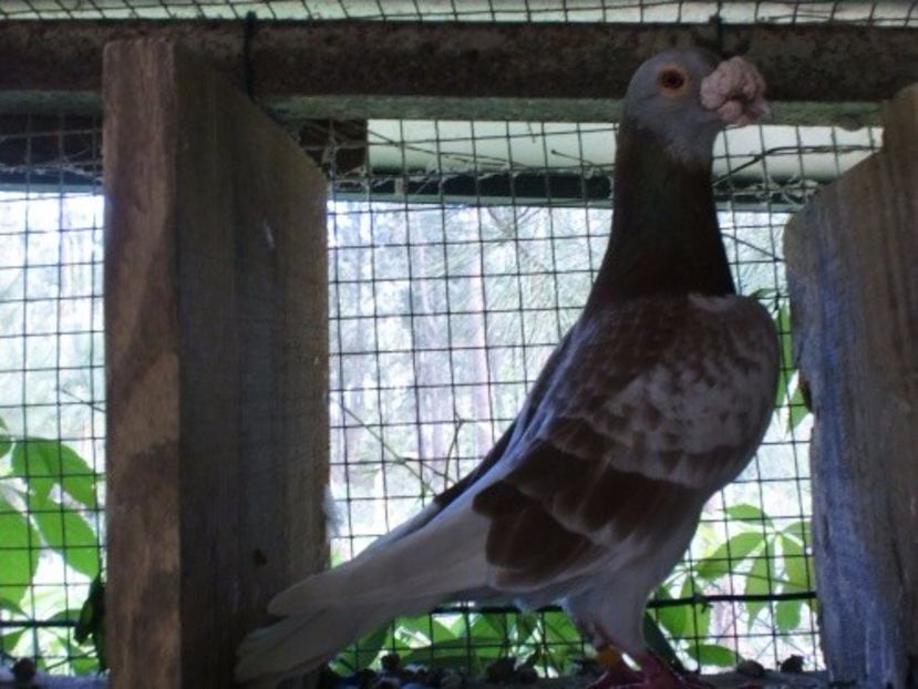 cimg6411 - V- Album ORIENTATIV 3