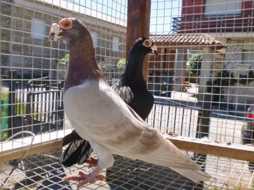 cimg6615 - V- Album ORIENTATIV 3