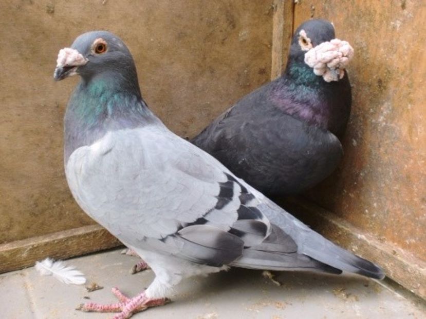 cimg6714 - V- Album ORIENTATIV 3