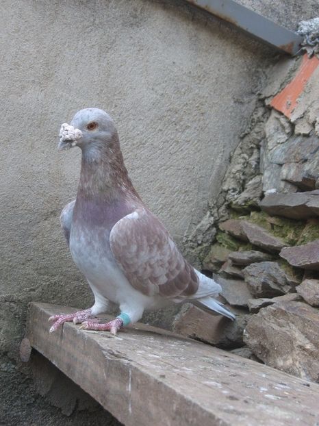 img_4023 - V- Album ORIENTATIV 3