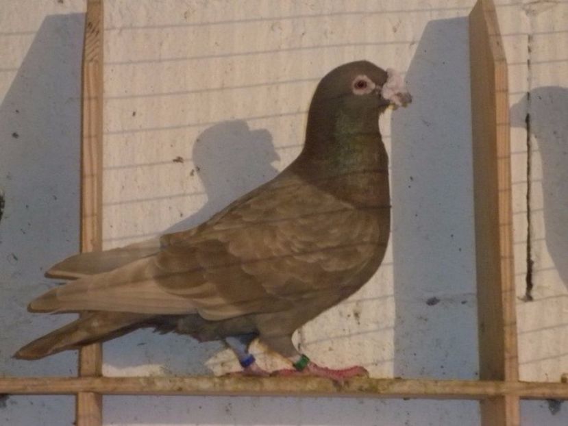 vq388i - V- Album ORIENTATIV 3